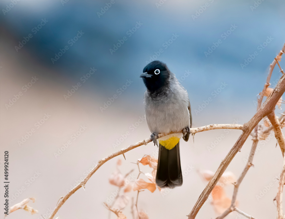 Obraz premium White Spectacled Bulbul perched on a tree