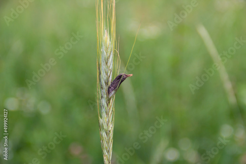 Rye with ergot fungus in the green summer field. photo
