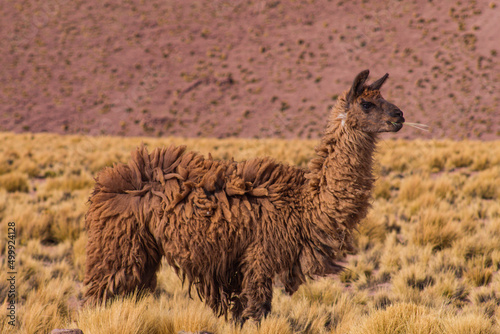 llama in the grass