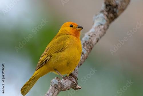 Saffron Finch perched on a tree in Hawaii