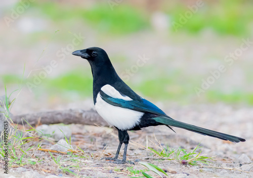 Beautiful Eurasian Magpie on the ground foraging