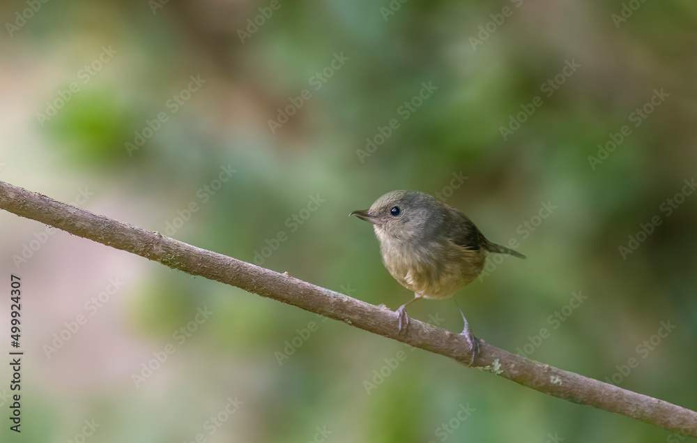 Cinnamon Bellied Flowerpiercer perched on a tree Cinnamon Bellied Flowerpiercer perched on a tree