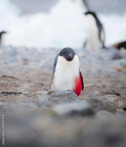 Injured and bleeding Adelie Penguin on the ice