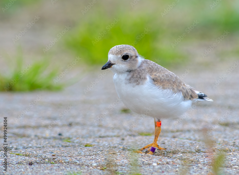 An endangered Piping Plover chick on the shores of lake Huron An endangered Piping Plover chick on the shores of lake Huron