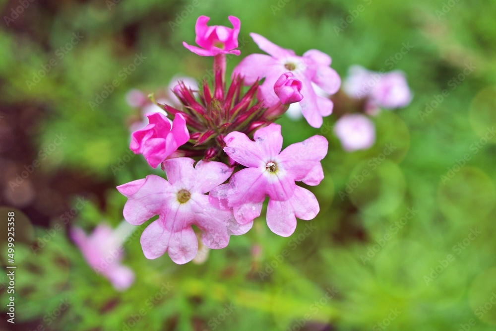 Purple pink flowers Glandularia bipinnatifida ,Chiricahensis ,Dakota mock vervain ,Prairie verbena ,Moradilla ,Verbenaceae ,herb plant ,Chiricahua Mountain Mock Vervain , Purple pink flowers Glandularia bipinnatifida ,Chiricahensis ,Dakota mock vervain ,Prairie verbena ,Moradilla ,Verbenaceae ,herb plant ,Chiricahua Mountain Mock Vervain ,