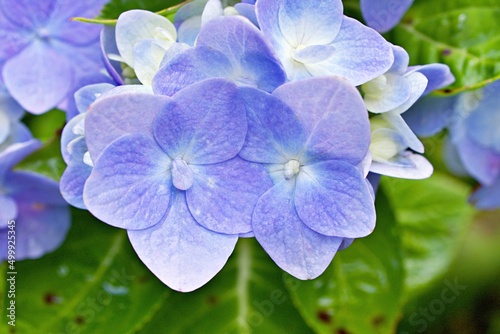 purple violet flowers bigleaf French Hydrangea macrophylla Hamburg ,Lacecap ,Mophead ,penny mac ,hortensia blooming in garden, soft selective focus for background, macro image ,delicate dreamy beauty