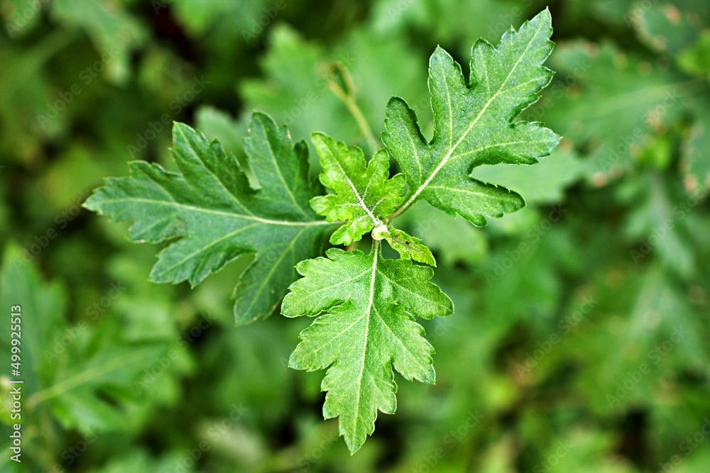 Closeup green leaf of Chrysanthemum Indicum Linn flowers ,green foliage ,evergreen ,greenery ,lush nature ,flower tea ,herb plant Closeup green leaf of Chrysanthemum Indicum Linn flowers ,green foliage ,evergreen ,greenery ,lush nature ,flower tea ,herb plant