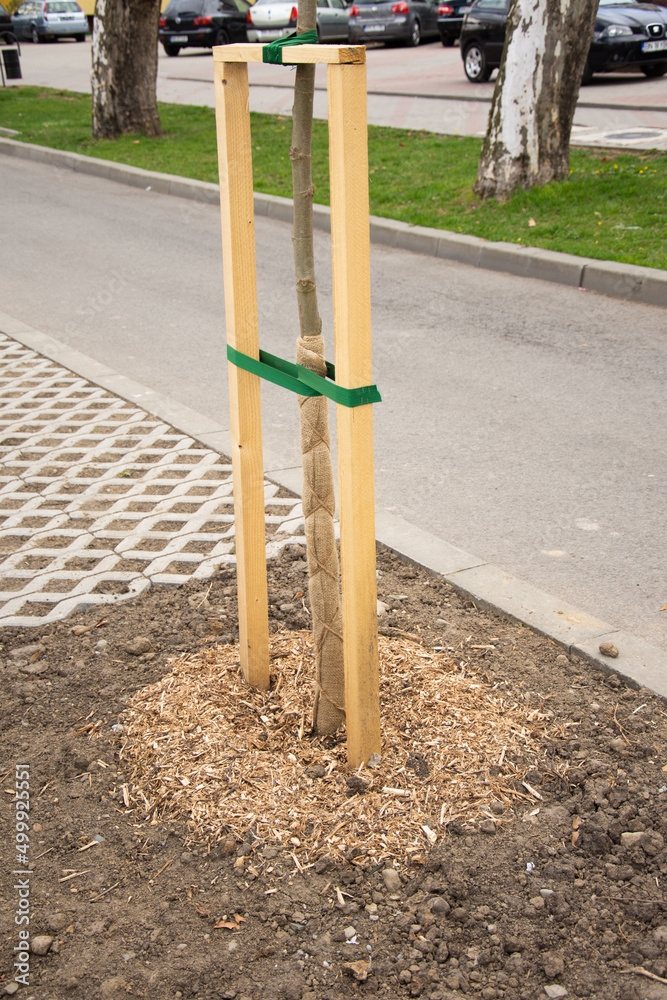 Fototapeta premium freshly planted young tree