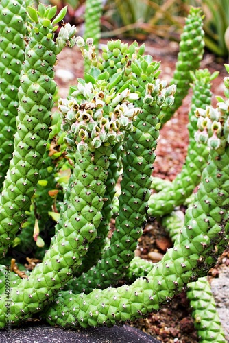 Aporocactus Flagelliformis lem ,Rat tail cactus plant ,cactaceae rattail cactus ,Disocactus flagelliformis cereus ,succulent plants ,pink leaves ,Euphorbia caput-medusae ,Medusa's Head ,flanaganii  photo