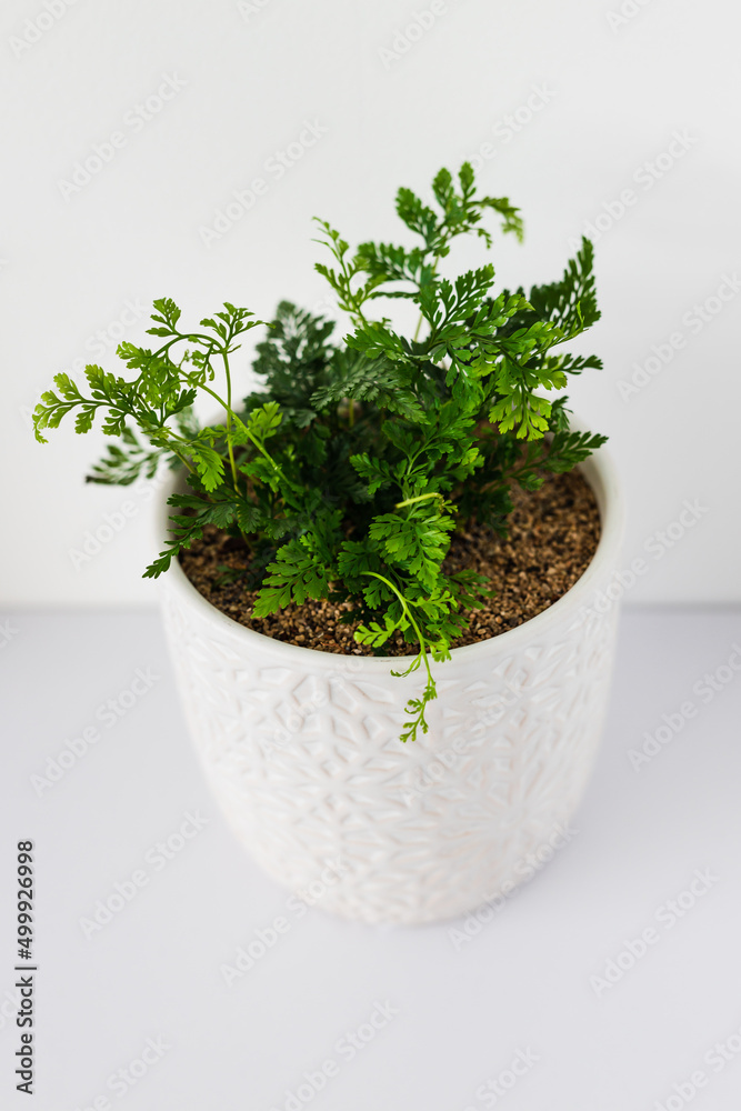 indoor gardening and house plants, small fern plant in white pot indoor on shelf surrounded by white walls in minimalist composition indoor gardening and house plants, small fern plant in white pot indoor on shelf surrounded by white walls in minimalist composition