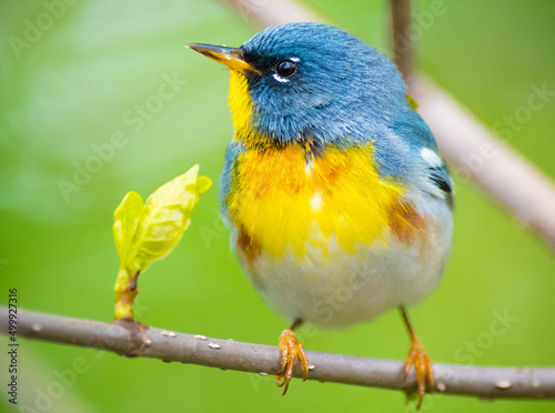 Northern Parula warbler perched on a tree