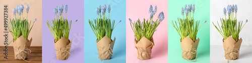 Set of beautiful blooming Muscari plants on colorful background