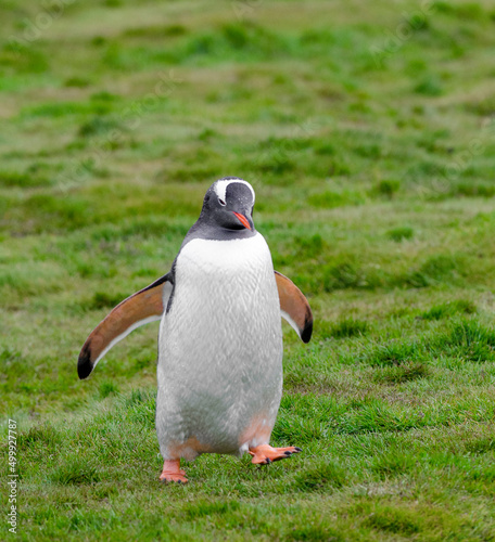 Slika na platnu Gentoo Penguin taking a stroll in a field