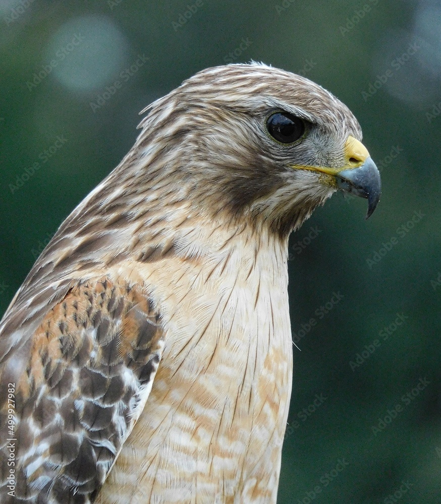 Naklejka premium Hawk sitting close-up