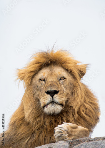 A big male lion perched on a rock