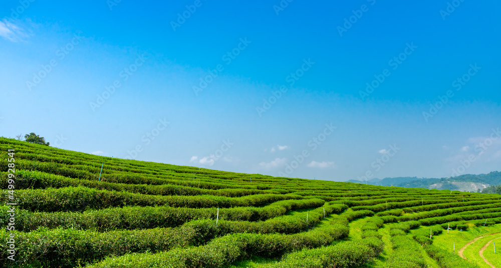 Green tea plantation or green tea field with blue sky