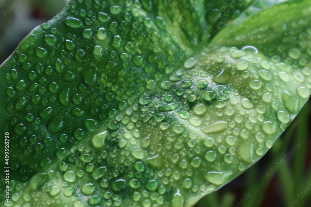 Leaf surface of Philodendron burle marx variegated with water droplets,nature background.