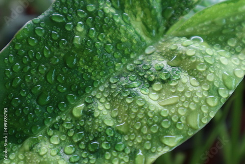 Leaf surface of Philodendron burle marx variegated with water droplets,nature background. © สมปอง ป้องปิด