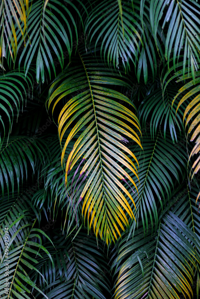Naklejka premium palm leaf background