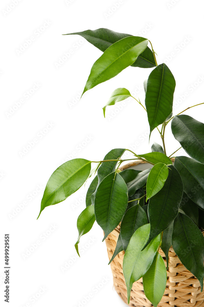 Ficus benjamina in wicker pot on white background, closeup Ficus benjamina in wicker pot on white background, closeup