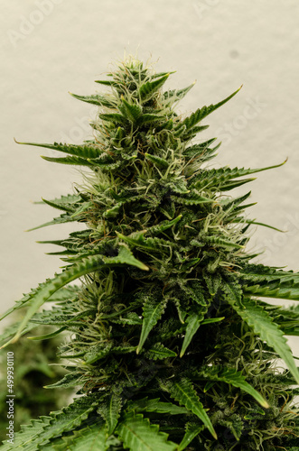 weed. cannabis indoor flowering