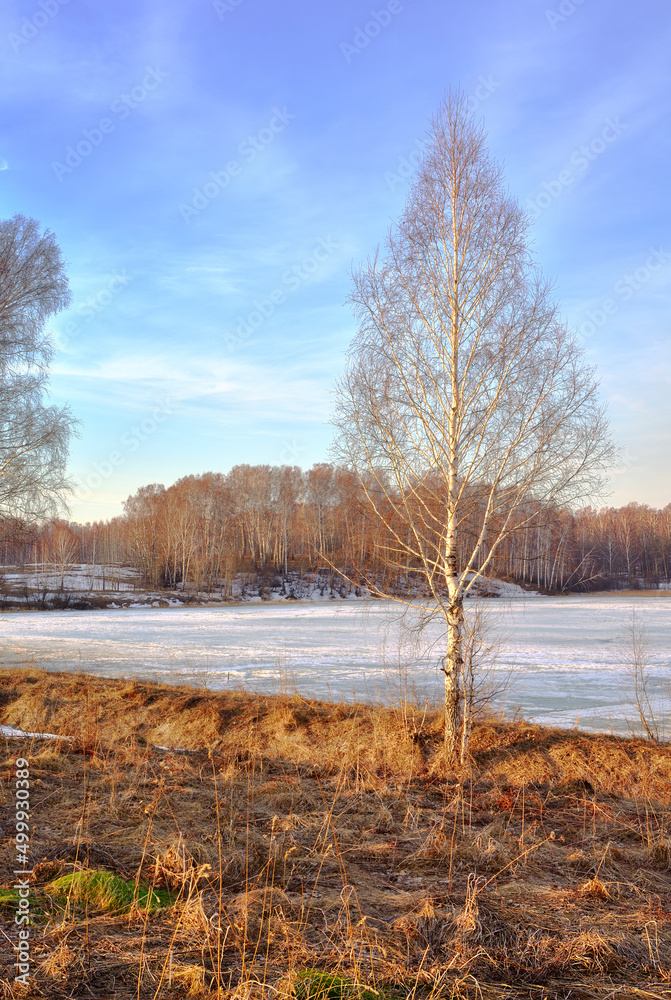 Birch on the shore of a frozen lake Birch on the shore of a frozen lake