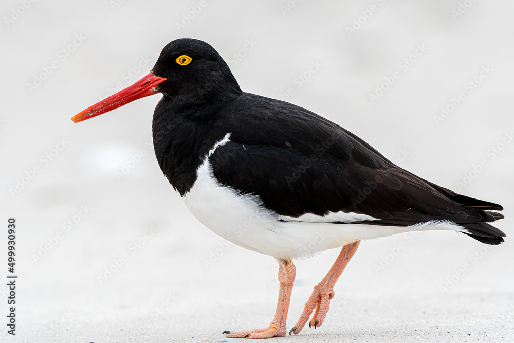 Magellanic Oystercatcher on the beach looking for food Magellanic Oystercatcher on the beach looking for food