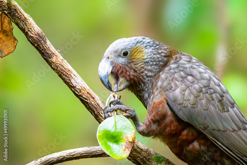 Kaka parrot in the canopy of Stewart Island in New Zealand photo