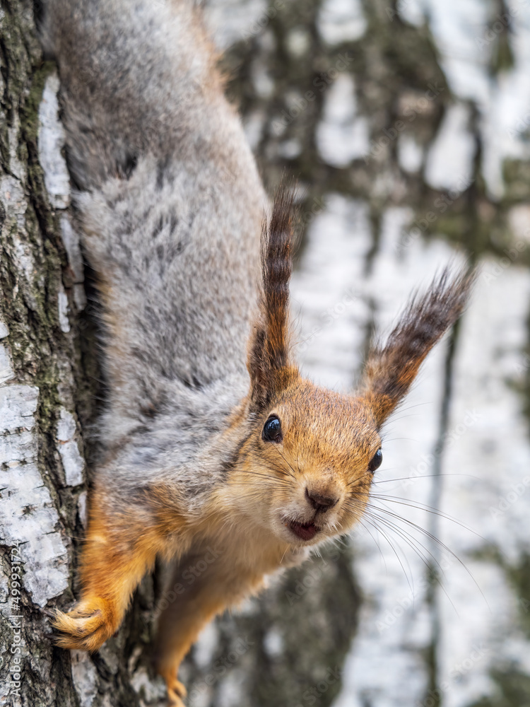 Fototapeta premium Squirre sitting upside down on a tree trunk. The squirrel hangs upside down on a tree against colorful blurred background. Close-up.