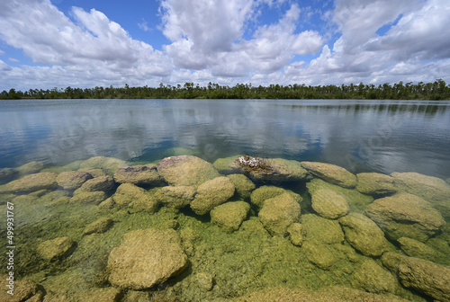 Submerged boulders along shore of Pine Glades Lake in Everglades National Park, Florida clearly visible in lake's clear green water under beautiful April cloudscape.