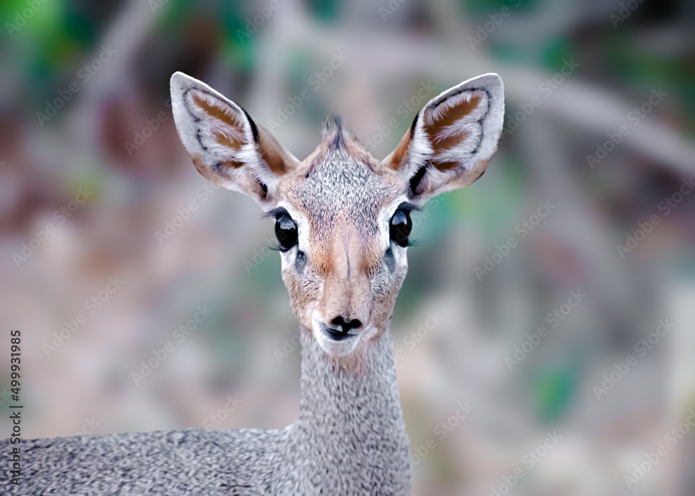 Dik DIk googly eyes staring right into the camera