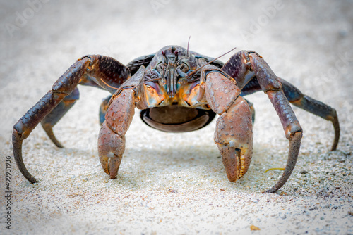 Coconut crab in the small island nation of Vanuatu photo