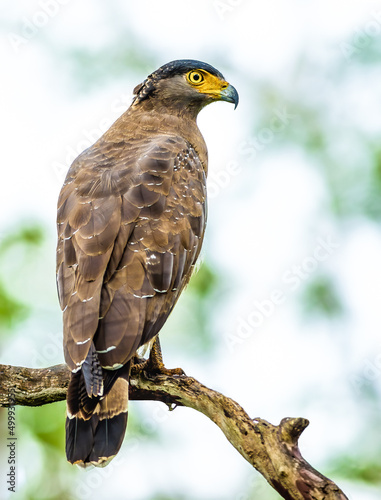Crested Hawk Eagle perched on a tree