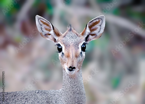 Фотография Dik DIk googly eyes staring right into the camera