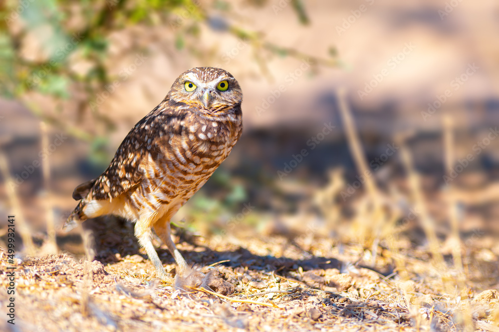 A cute little Burrowing Owl standing in the shade A cute little Burrowing Owl standing in the shade
