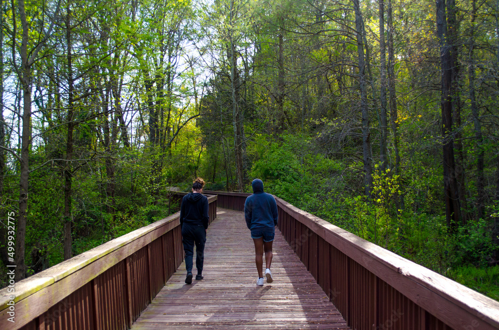 Walk in the Woods