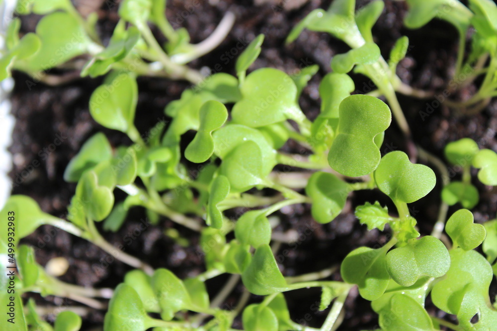 Newly sprouted vegetable with light green leaves Newly sprouted vegetable with light green leaves