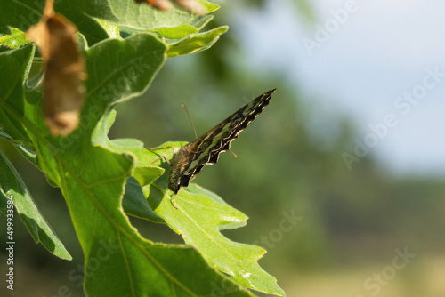 Butterfly Great Banded Grayling ( Kanetisa circe ) perched on oak leaves with wings closed and seen from behind  photo