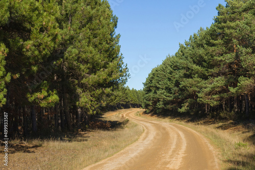 Curve in dirt road in a pine forest Fototapeta