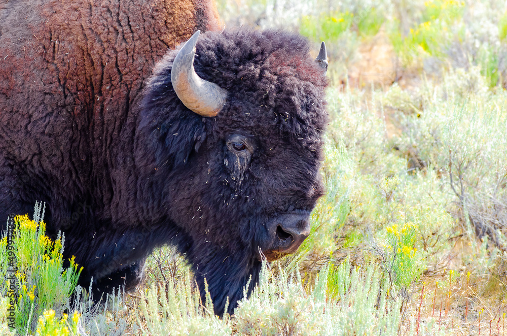 American Bison in Yellowstone National Park USA American Bison in Yellowstone National Park USA