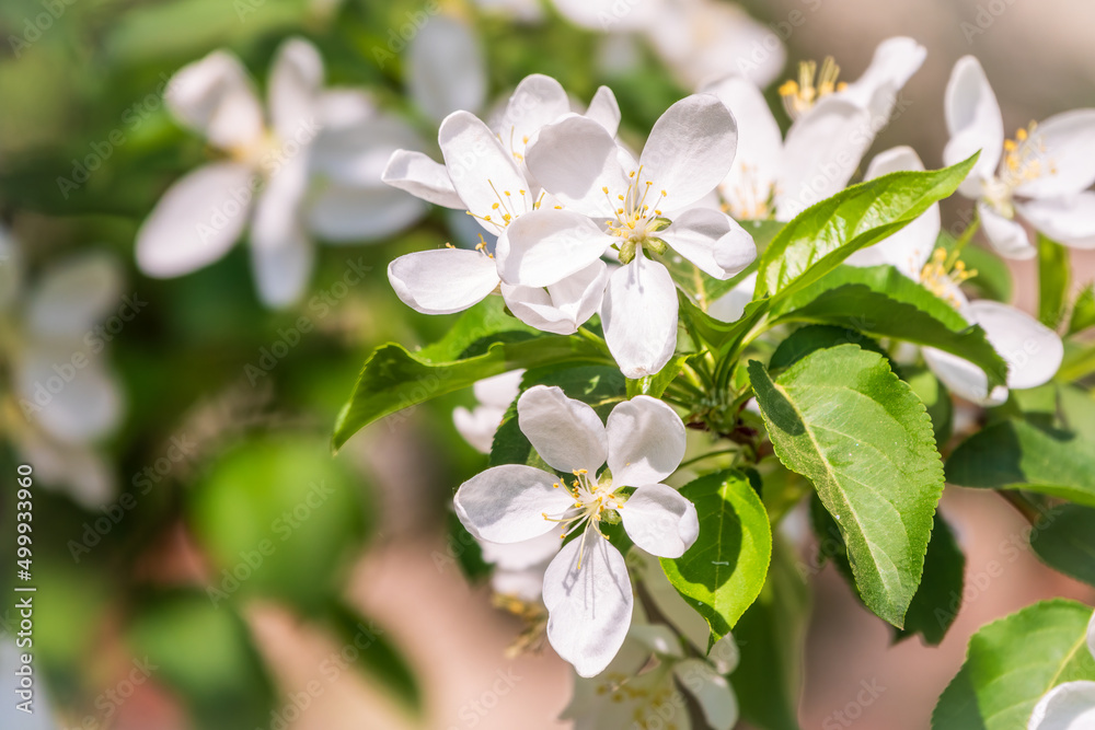 Fototapeta premium White blossoming apple trees. White apple tree flowers