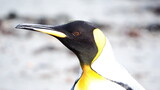 Close up of a King penguin (Aptenodytes patagonicus) in Gold Harbor, South Georgia Islands