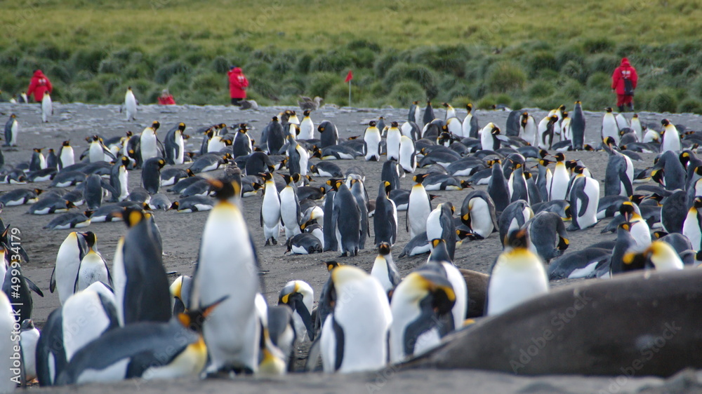 Obraz premium King penguin (Aptenodytes patagonicus) colony in Gold Harbor, South Georgia Islands