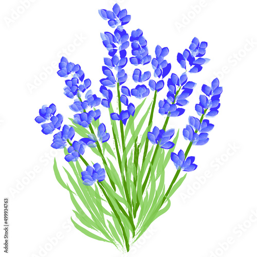 Ilustración ramo de flor de lavanda dibujo a mano