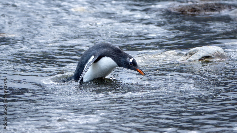 Fototapeta premium Gentoo penguin (Pygoscelis papua) drinking from a stream in Gold Harbor, South Georgia Islands