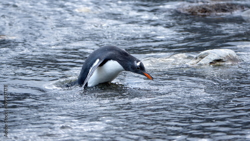 Gentoo penguin  Pygoscelis papua  drinking from a stream in Gold Harbor  South Georgia Islands