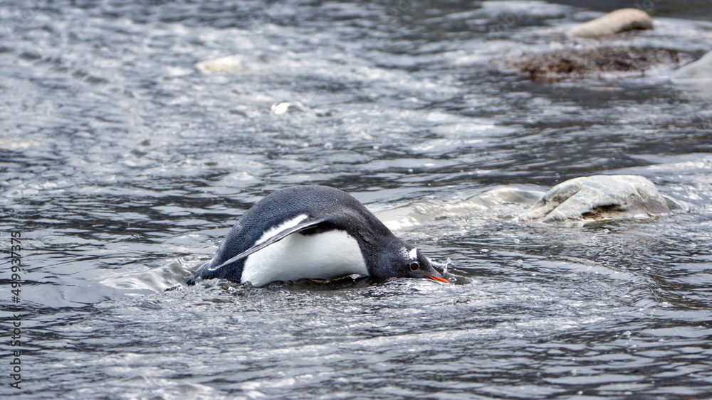 Obraz premium Gentoo penguin (Pygoscelis papua) drinking from a stream in Gold Harbor, South Georgia Islands