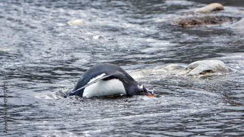 Gentoo penguin (Pygoscelis papua) drinking from a stream in Gold Harbor, South Georgia Islands © Angela