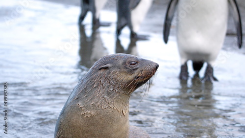 Close up of an Antarctic fur seal (Arctocephalus gazella) in Gold Harbor, South Georgia Islands
