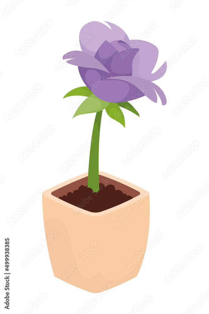 Fototapeta premium lilac flower in pot